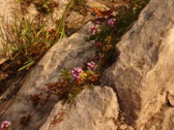 2013-07-20_Regina-F-Rau_Kochel-Rabenkopf (438).JPG